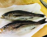 寝かせて4日目イサキのフライ作り方1写真