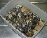 アサリの食べ方 チョイ技！作り方1写真
