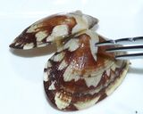 アサリの食べ方 チョイ技！作り方6写真