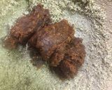 【夏ご飯】宮崎の郷土料理 冷汁作り方2写真