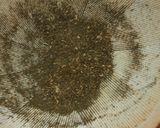 ほうじ茶シフォンケーキ作り方1写真