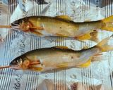 レンチンで作る味噌で！鮎の魚田作り方3写真