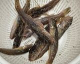 マハゼの天ぷら🍤〜簡単調理🔪〜作り方2写真