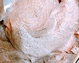 2層仕立てのプラリネケーキ作り方13写真