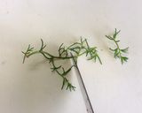 おかひじきの給食サラダ作り方1写真
