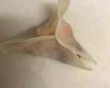 餃子の皮で簡単に☆カレー風味のサモサ作り方14写真