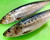 夏にさっぱりと！イワシの梅煮作り方1写真