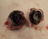 マグロ目玉の塩焼き作り方1写真