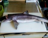 アブラツノザメの湯引き、ピリ辛酢味噌で…作り方1写真