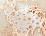 食育・WSに【手作り甜菜糖】作り方12写真