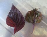 簡単梅干し？作成中❗作り方8写真