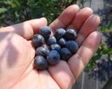 最速の生ブルーベリーヨーグルト作り方3写真