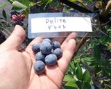最適の生ブルーベリーの食べ方作り方4写真