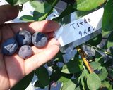 最適の生ブルーベリーの食べ方作り方6写真