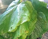 ぶどう葉ずし作り方1写真