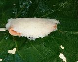 ぶどう葉ずし作り方6写真