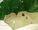 ぶどう葉ずし作り方7写真