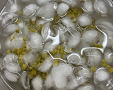 山椒の実下処理作り方7写真