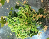 超簡単！豆苗とワカメの梅ツナ和え作り方3写真