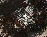鮭の洋風ひじき煮作り方1写真
