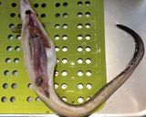✨鰻蒲焼そっくりさんな穴子のから揚げ✨作り方2写真