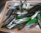 海苔塩味の豆あじの唐揚げ作り方1写真