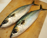 鮮度抜群の淡路島の釣り鯖で鯖の棒寿司作り方1写真