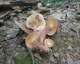 チチタケの旨味を生かした野菜炒め（＾＾）作り方1写真