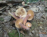 チチタケの旨味を生かした野菜炒め（＾＾）作り方1写真