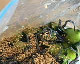 時短簡単！塩昆布入りきゅうりの浅漬け作り方5写真