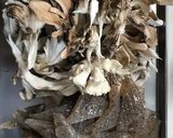 お弁当に！常備菜 舞茸とこんにゃくの金平作り方1写真