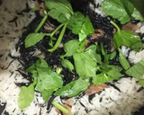 白だしで簡単梅ひじきごはん作り方8写真