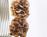 舞茸茶作り方1写真