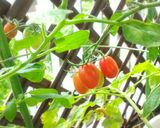 ミニトマトとじゃが芋のコンソメチーズ焼き作り方6写真