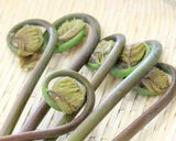 ゼンマイの炒め煮（あく抜きの仕方から）作り方1写真