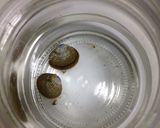 タイワンシジミの調理方法作り方6写真