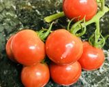 トマト&ポテトの塩ゆで温野菜サラダ作り方1写真