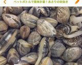 シーバス(すずき)のアクアパッツァ作り方1写真