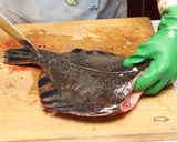 ヒラメ・カレイのさばき方作り方4写真