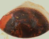 大好き♡我が家のソースかつ丼作り方3写真