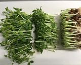 豆苗の練りゴマ和え作り方2写真