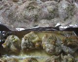 鶏モモ肉のガーリックマヨ❤オーブン焼き作り方2写真