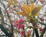 塩と酢だけで桜の花の塩漬け作り方1写真