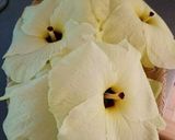 花オクラとオクラのおかか和え作り方4写真