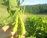 ゆで枝豆作り方1写真