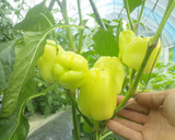 生の夏野菜のごまだれ冷やし中華作り方7写真