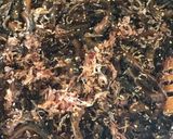 ゴーヤの佃煮（友達レシピを自分流に）作り方8写真