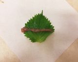 少ない油でサッパリ梅しそ☆ササミ春巻きっ作り方2写真