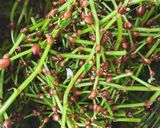 山菜みずの実とひたし豆のワサビ醤油漬け作り方1写真