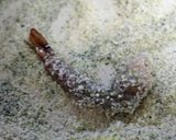 海老の香草パン粉揚げ作り方2写真